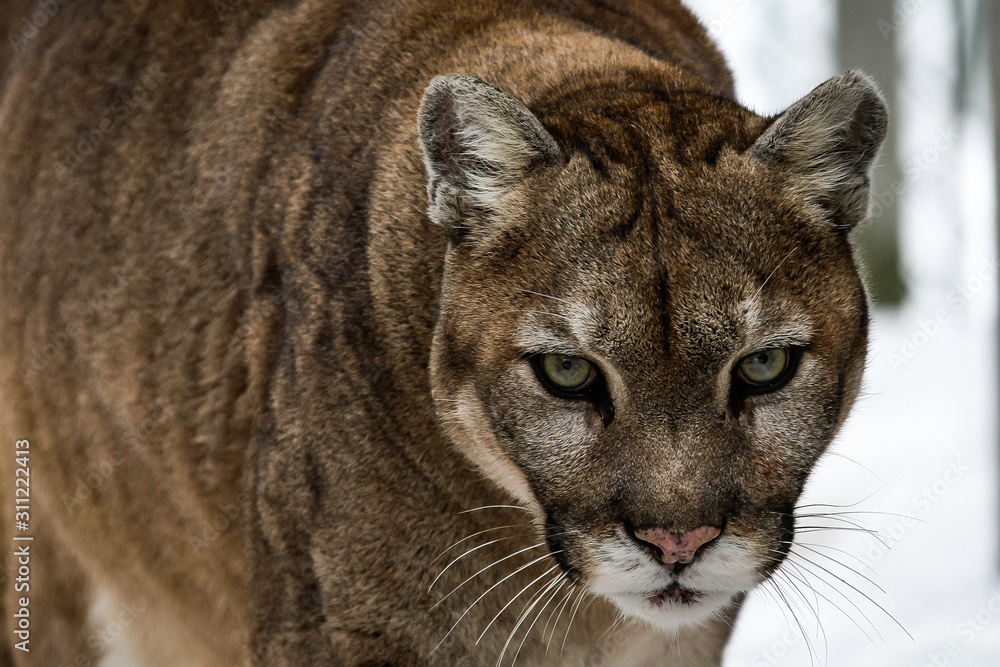 Gros plan sur la tête d'un cougar, puma d'Amérique du Nord, espèce très  menacée foto de Stock | Adobe Stock