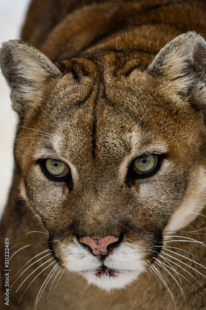 Gros plan sur la tête d'un cougar, puma d'Amérique du Nord, espèce très  menacée foto de Stock | Adobe Stock