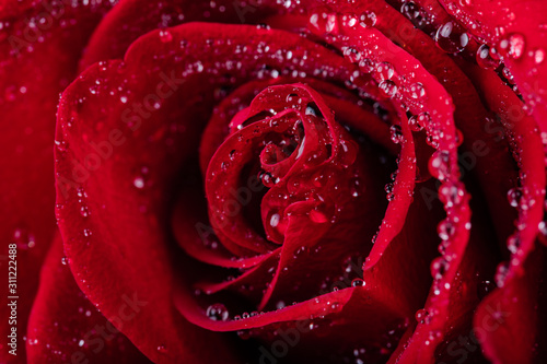 Gorgeous red rose with water droplets on the petals.