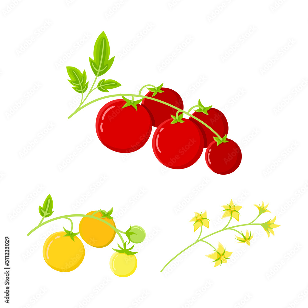 Fototapeta Zestaw pomidorów: kwitną na gałęzi, dojrzałe owoce czerwone i żółte, płaskie wektor ilustracja.