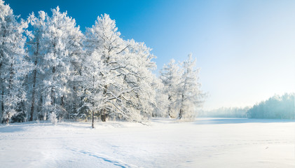 Panorama of beautiful winter park