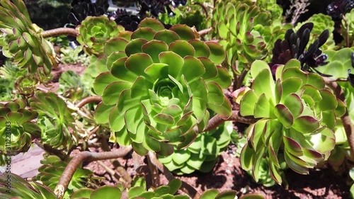 Green succulents in the park on a windy summer day