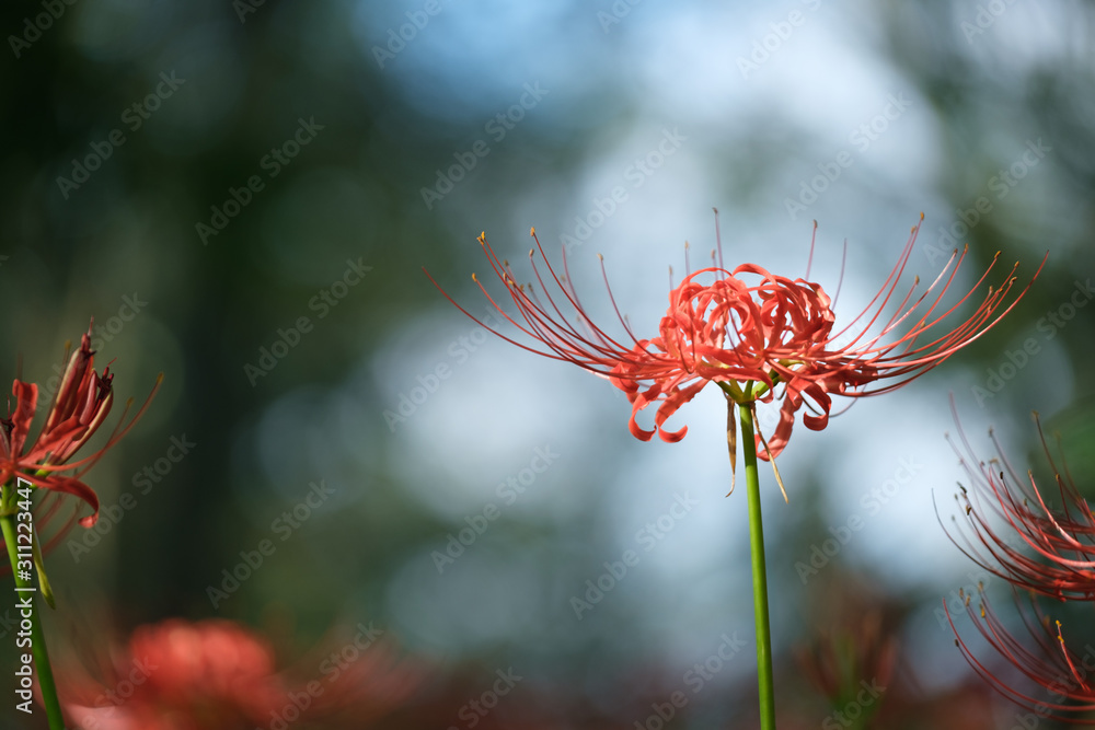 埼玉県・巾着田の曼珠沙華 埼玉県・巾着田の曼珠沙華