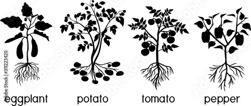 Silhouettes of different vegetable nightshade plants (pepper, tomato, potato and eggplant) with crop. General view of plant with root system isolated on white background