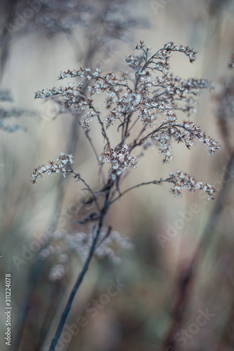 Nahaufnahme von Gräsern im Winter © Ina