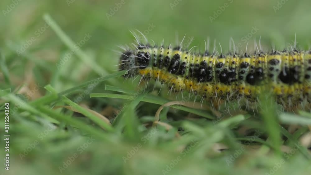 yellow caterpillar crawling in grass macro shot yellow caterpillar crawling in grass macro shot