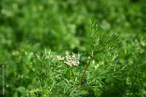 Closeup of Coriander flowers on the plant in a farm field photo