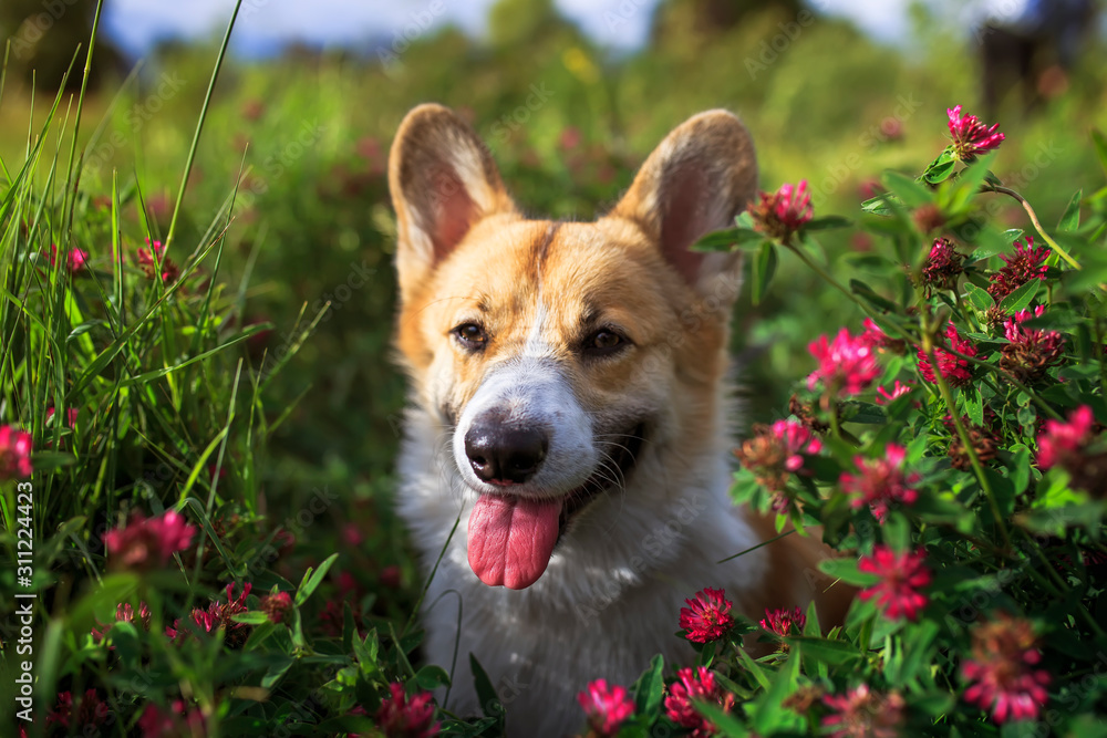cute ginger Corgi dog puppy walks in summer meadow among pink clover flowers on a Sunny day open mouth cute ginger Corgi dog puppy walks in summer meadow among pink clover flowers on a Sunny day open mouth
