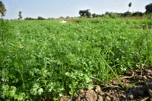 Fresh green coriander in garden or farm field photo