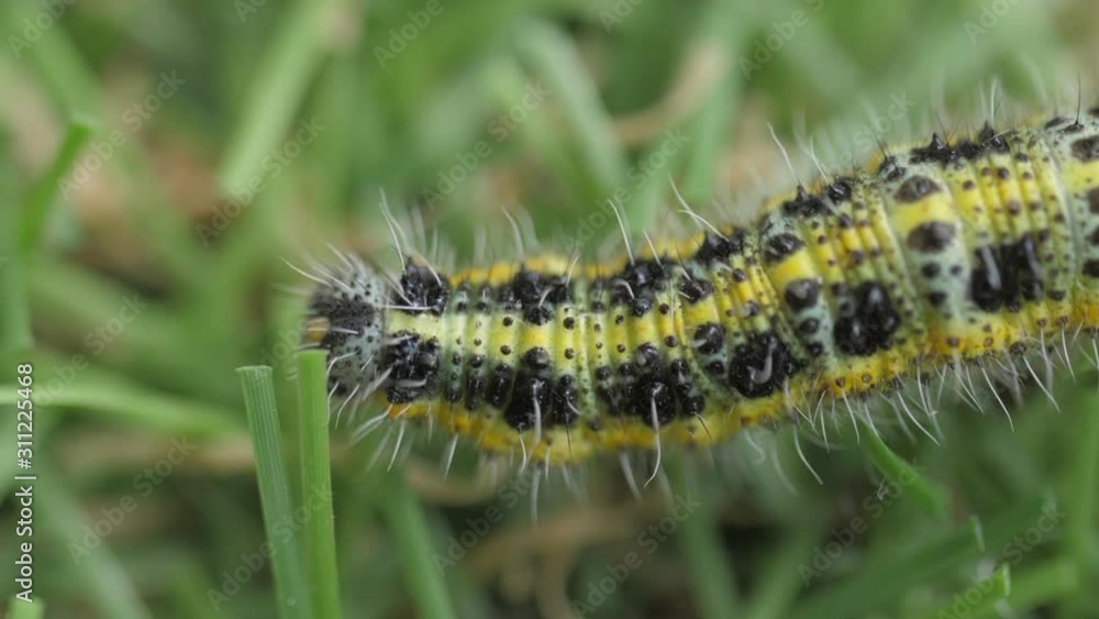 yellow caterpillar crawling in grass macro shot yellow caterpillar crawling in grass macro shot