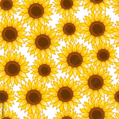 Flowers of a sunflower on a white background. Seamless pattern. Vector illustration.