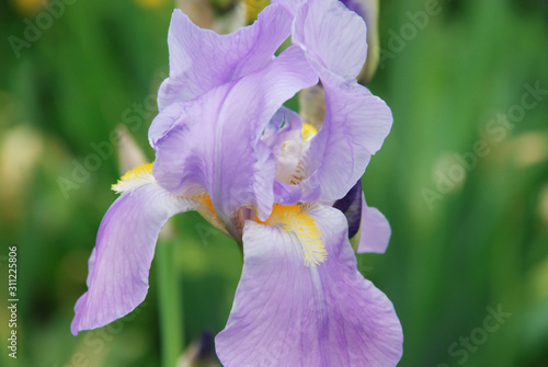 Close up of a purple bearded iris in a flower bed