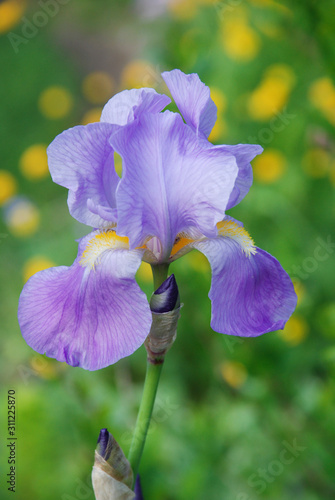 Close up of a purple bearded iris in a flower bed