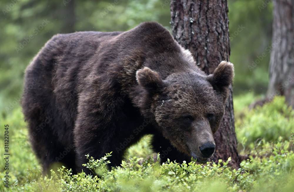 Big Adult Male of Brown bear in the summer forest. Scientific name: Ursus arctos. Natural habitat. Big Adult Male of Brown bear in the summer forest. Scientific name: Ursus arctos. Natural habitat.