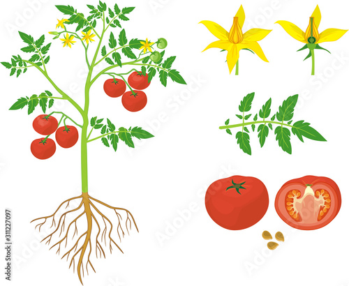Parts of plant. Morphology of tomato plant with green leaves, red fruits, yellow flowers and root system isolated on white background