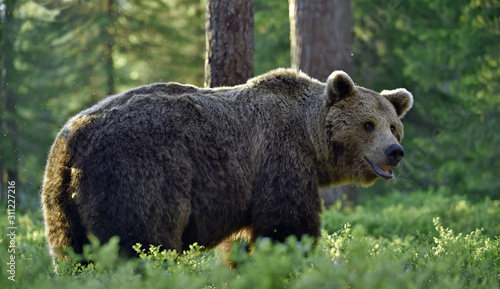 Big Adult Male of Brown bear in the summer forest. Scientific name: Ursus arctos. Natural habitat. © Uryadnikov Sergey