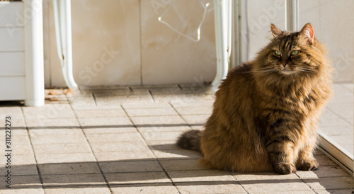 Adorable long haired cat of siberian breed in relax outdoor, purebred hypoallergenic animal