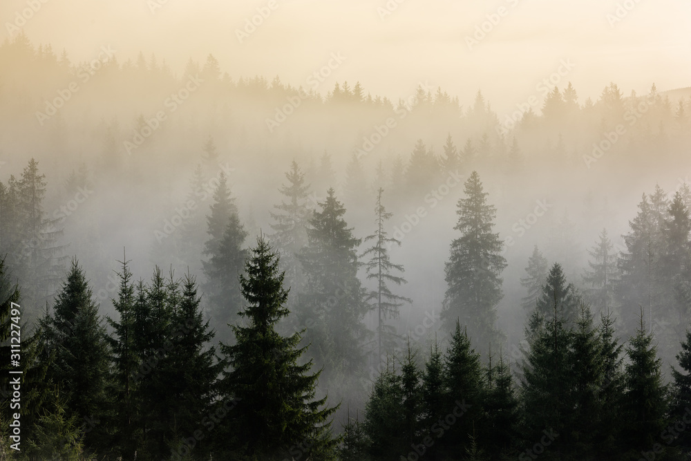 Dark Spruce Wood Silhouette Surrounded by Fog. 
