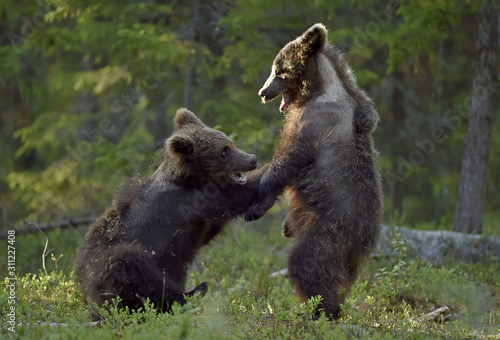 Brown Bear Cubs playfully fighting in the summer forest. Scientific name: Ursus Arctos Arctos. Natural habitat.