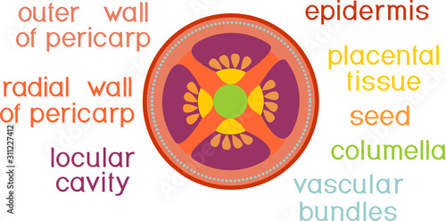 Parts of plant. Morphology and anatomy of tomato ripe red fruit. Tomato fruit structure in section isolated on white background