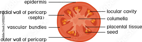 Parts of plant. Morphology and anatomy of tomato ripe red fruit. Tomato fruit structure in section isolated on white background