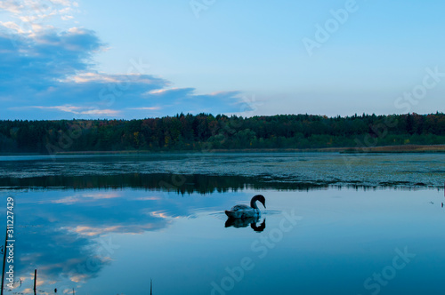 Beautiful white swan on a dawn lake
