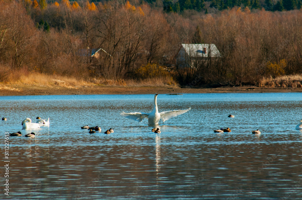 swans flying over a beautiful lake on a sunny day