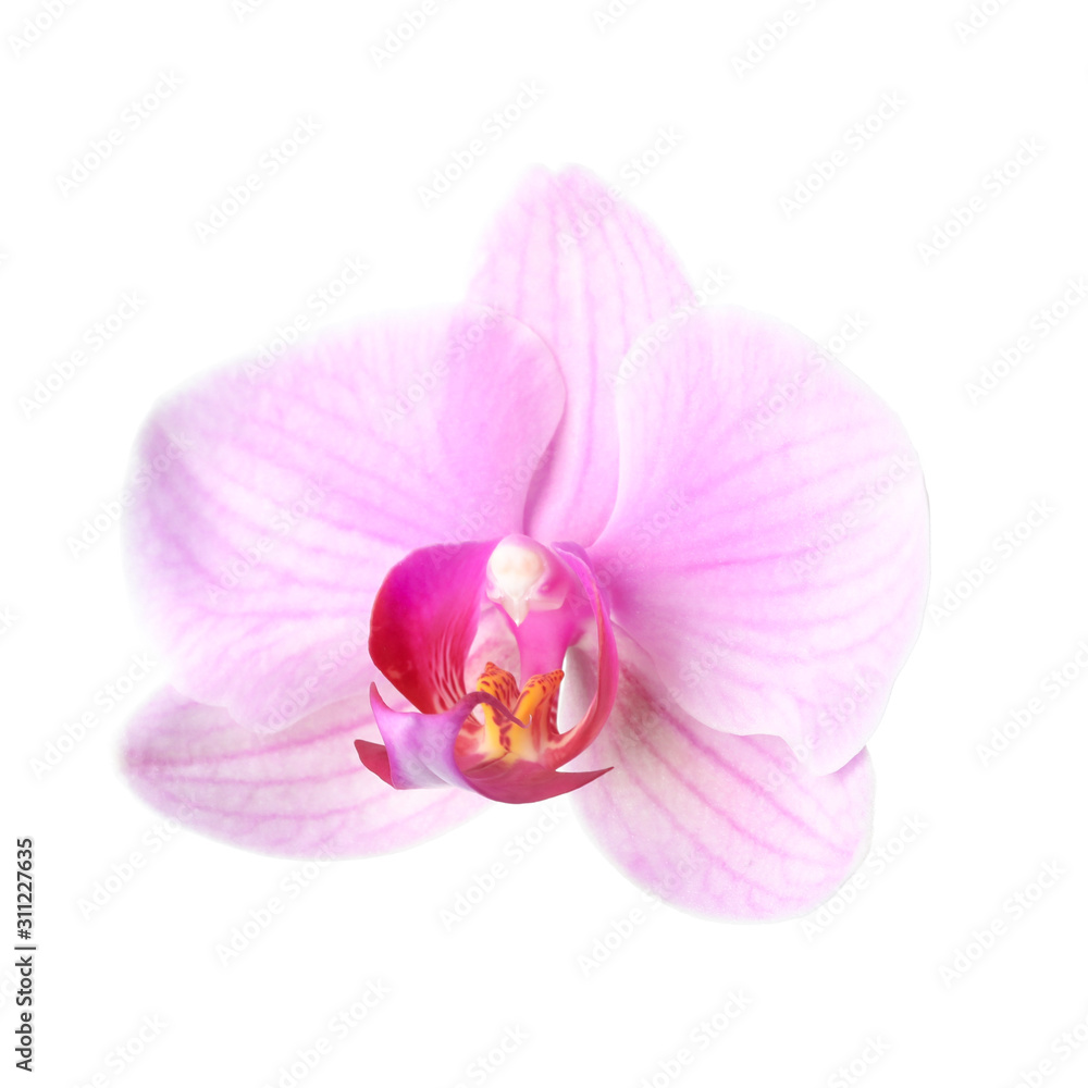 Flower of beautiful pink Phalaenopsis orchid isolated on white