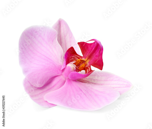 Flower of beautiful pink Phalaenopsis orchid isolated on white