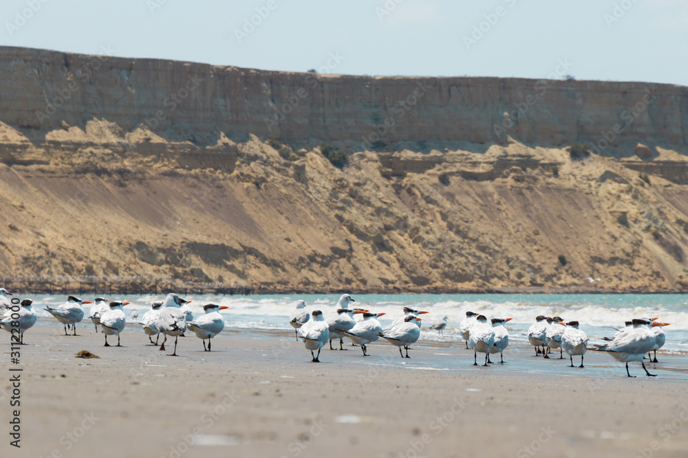 group of birds walking on the beach sand group of birds walking on the beach sand