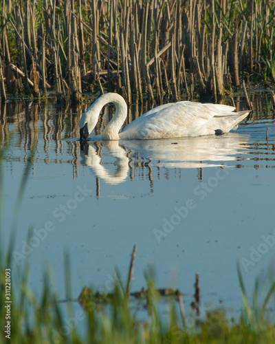 swan in marsh