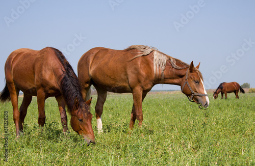 Three horses from a free herd on a pasture under a blue sky eat green grass