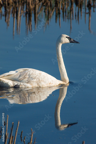 swan on lake