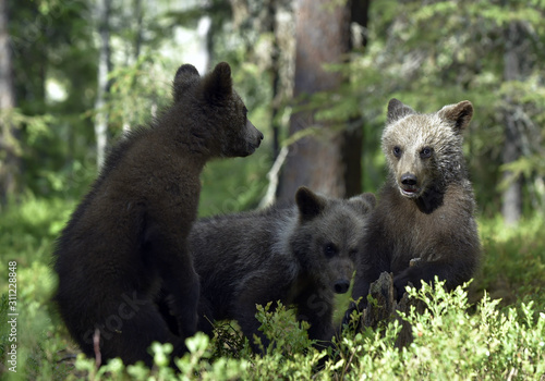 Bear cubs in summer forest. Cubs of Brown Bear. Natural habitat. Scientific name: Ursus arctos.