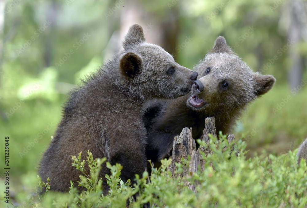 Fototapeta premium Brown Bear Cubs playfully fighting in the summer forest. Scientific name: Ursus Arctos Arctos. Natural habitat.