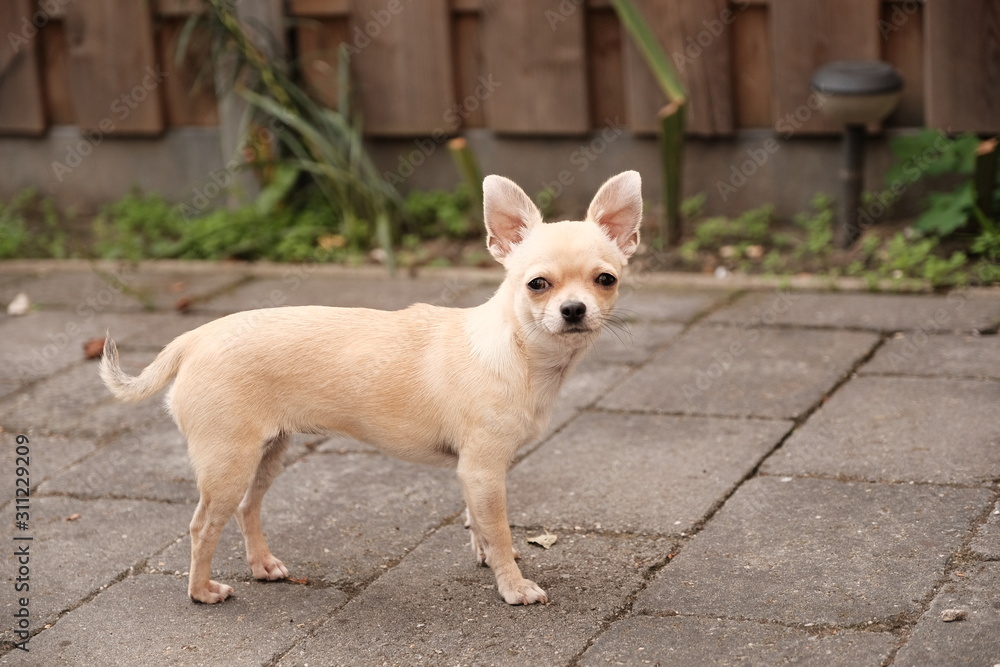 Closeup portrait of small funny beige mini chihuahua dog outside, puppy