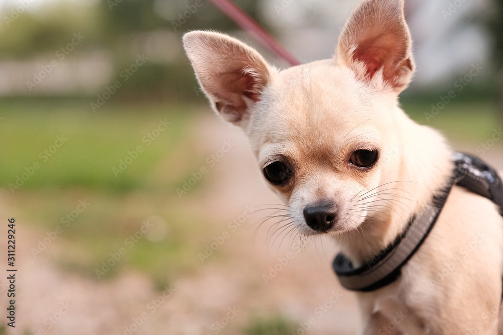 Closeup portrait of small funny beige mini chihuahua dog outside, puppy