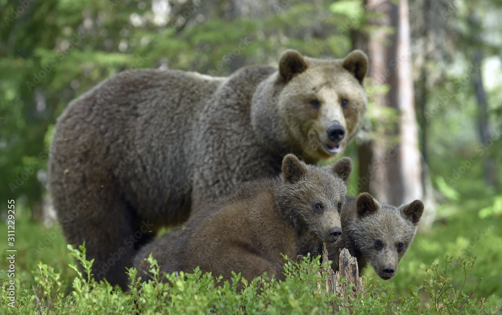 Fototapeta premium She-bear and Cubs in the summer forest. Brown bear, Scientific name: Ursus Arctos Arctos. Natural habitat.