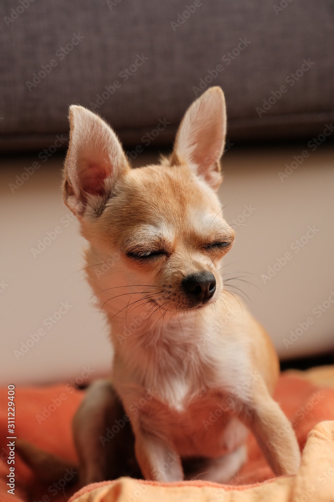 Closeup portrait of small funny beige mini chihuahua dog, puppy Stock Photo  | Adobe Stock