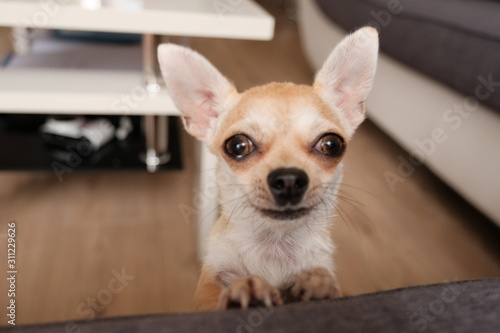Closeup portrait of small funny beige mini chihuahua dog, puppy © tselykh