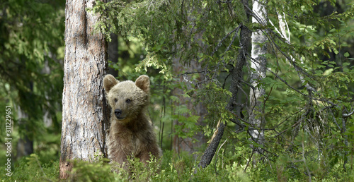 Little bear sits under a pine tree. Cub of Brown Bear in the summer forest. Natural habitat. Scientific name: Ursus arctos.