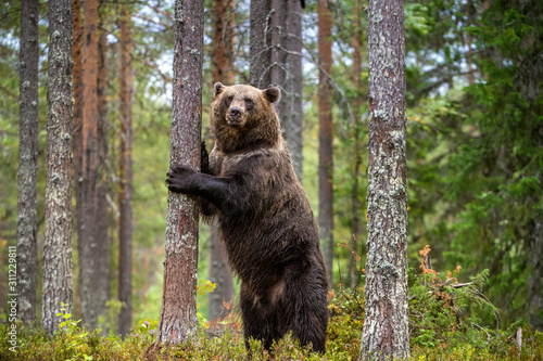 Brown bear stands on its hind legs by a tree in a pine forest. Adult of Brown bear. Scientific name: Ursus arctos. Natural habitat. Autumn season