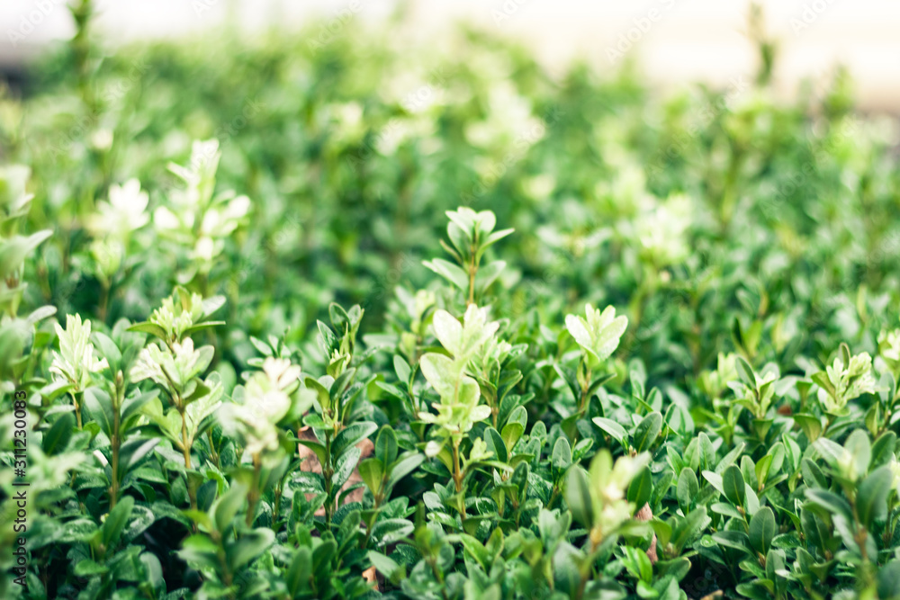 boxwood bush close by in autumn day, green background soft focus. boxwood bush close by in autumn day, green background soft focus.
