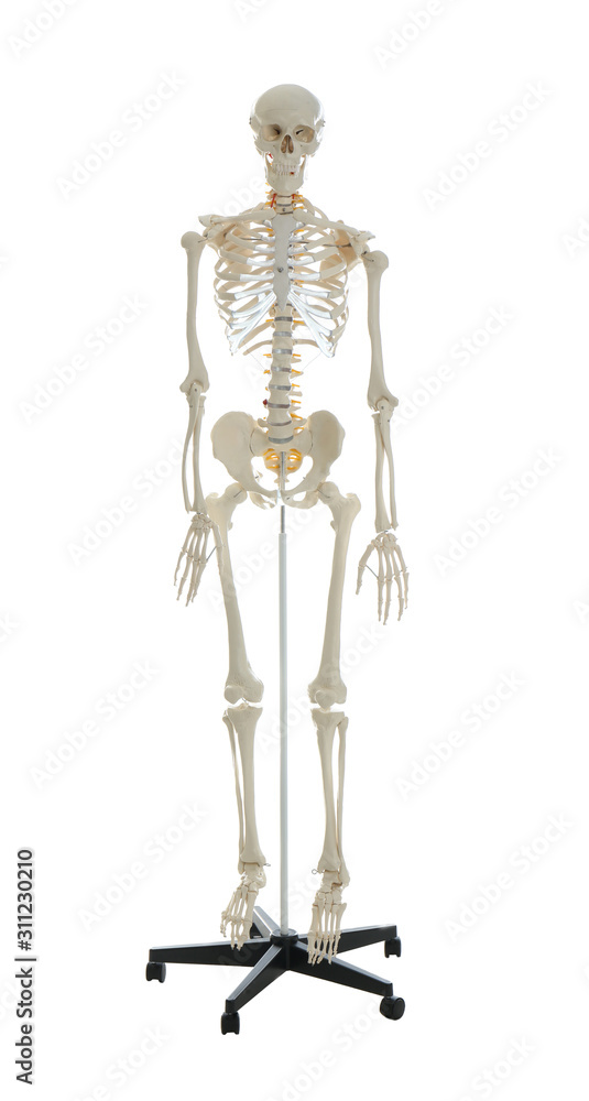 Artificial human skeleton model isolated on white Artificial human skeleton model isolated on white