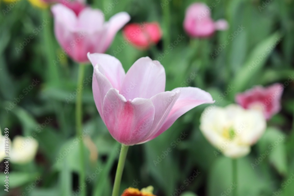 Blooming tulip in the spring on the background of nature, park, flowers, season of spring, in a natural environment