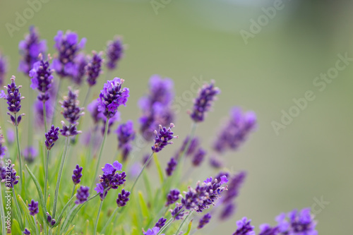 duftender Lavendel im Sommer isoliert