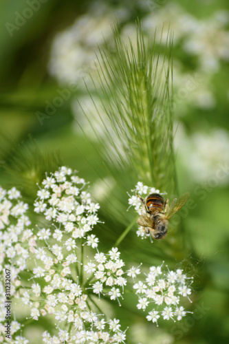 wasp, flowers and spike © Oleg