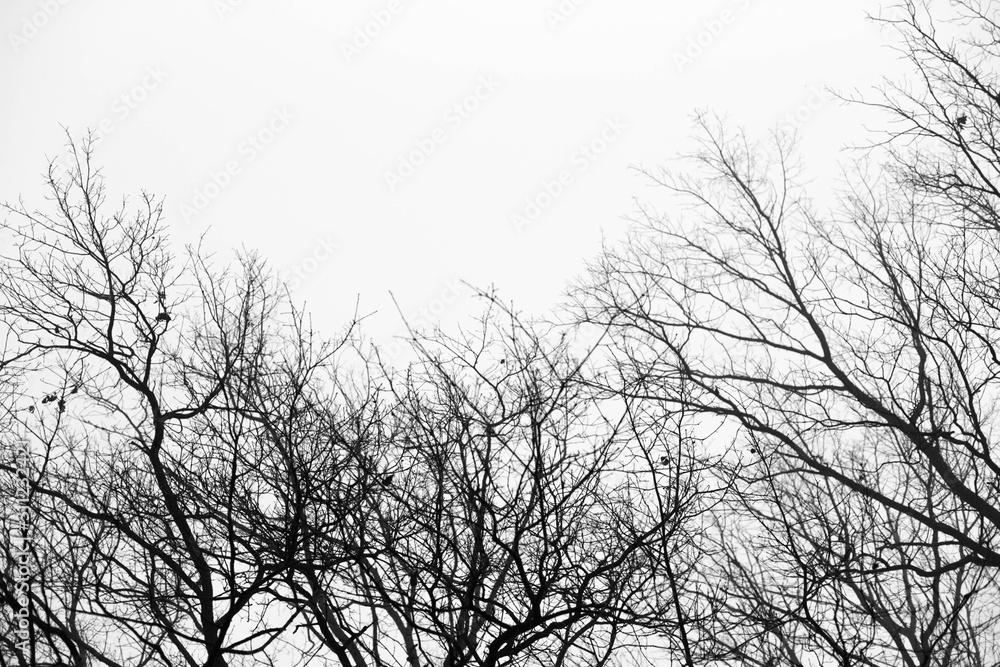 Silhouettes of branches,tree without leaves.