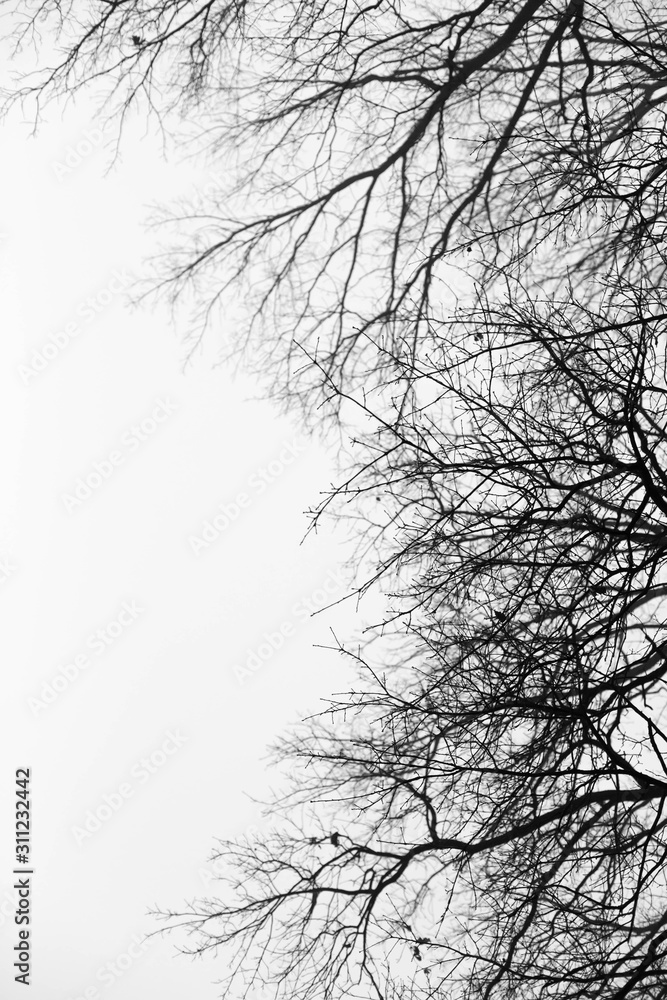 Silhouettes of branches,tree without leaves. Silhouettes of branches,tree without leaves.