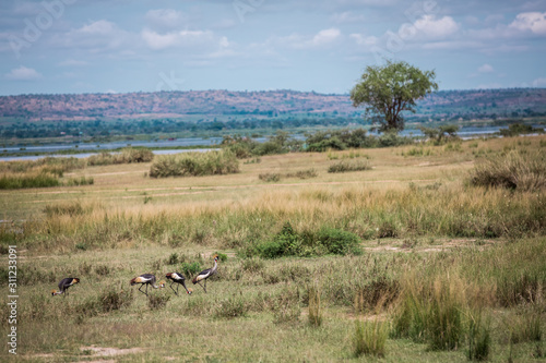 African savanna landscape with a flock of crowned cranes